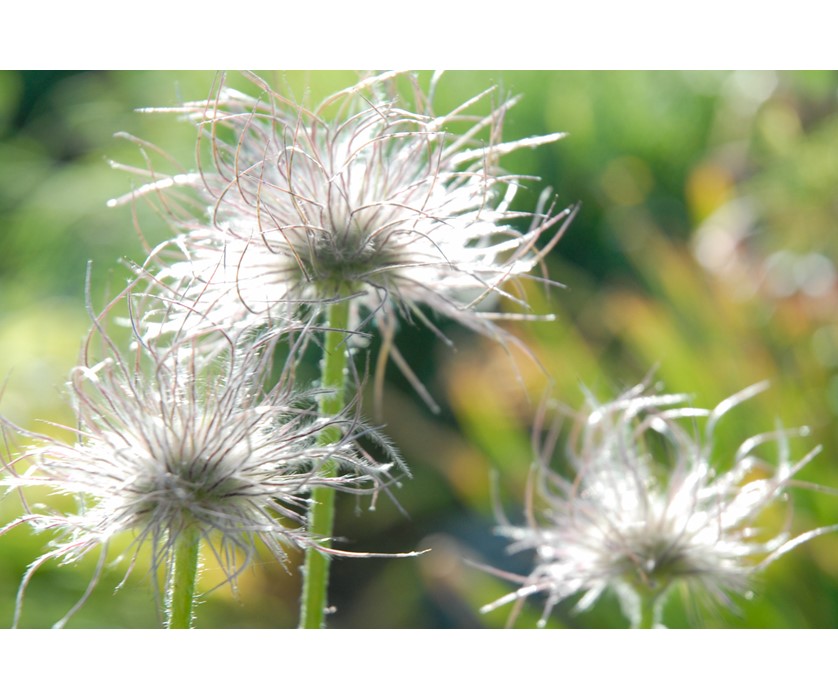 European Pasque Flower